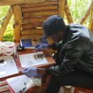 EEIDI project staff sorting mosquito samples