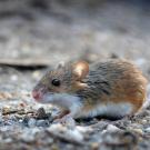 Mus miinutoides african pygmy mouse