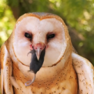 Ember the barn owl eating a mouse