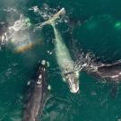 southern right whales
