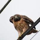 red tailed hawk