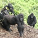 four grauer's gorilla orphans return to the wild as adults