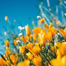 California Poppies