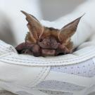 close up bat