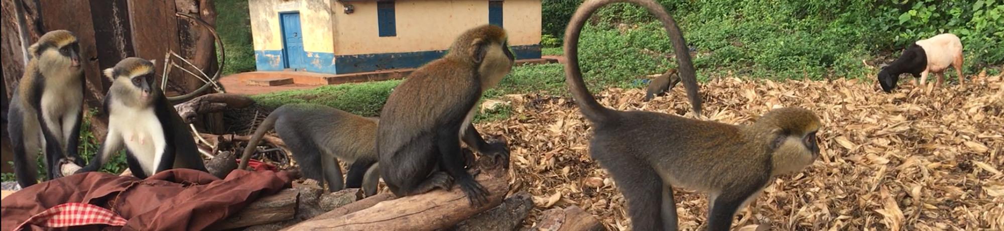 Monkeys and goat in Ghana