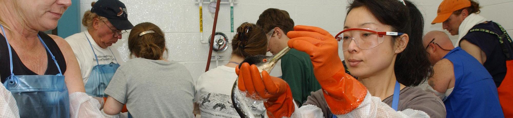 volunteers washing an oiled grebe