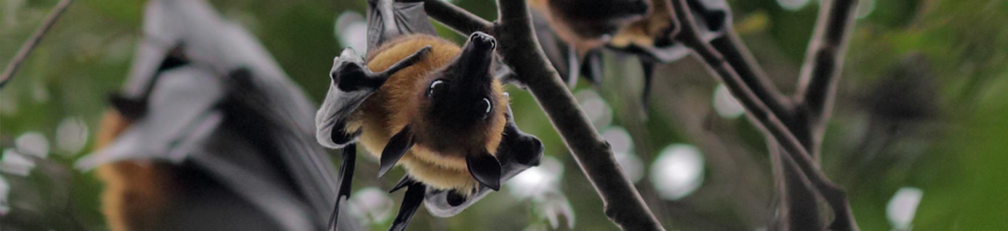 fruit bat in Cambodia