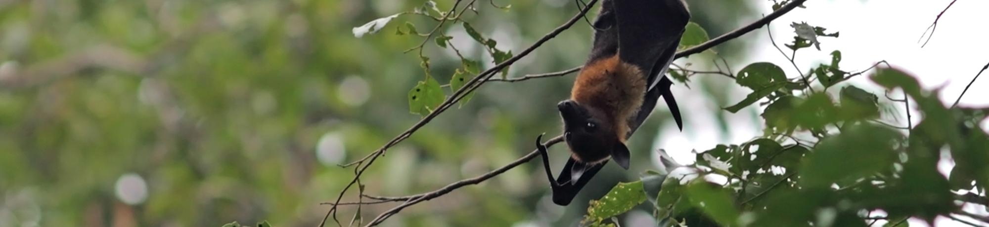 fruit bat in Cambodia