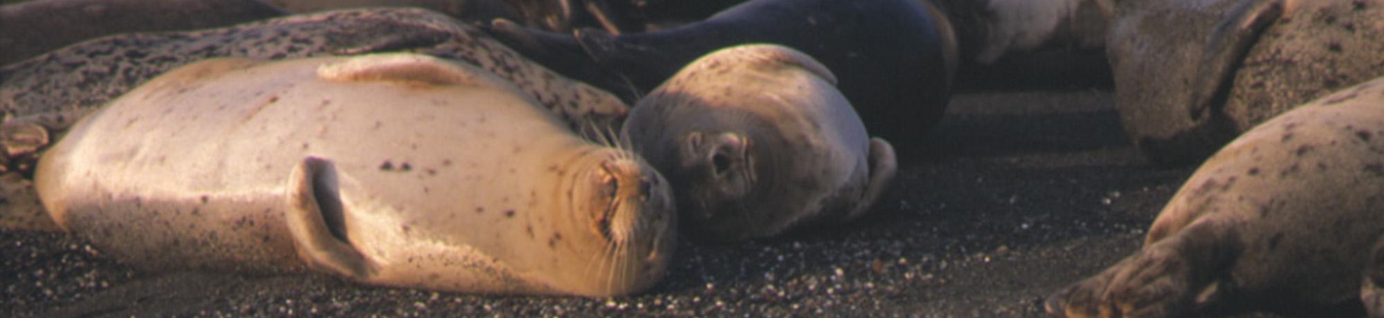 harbor seals sleeping in the sun