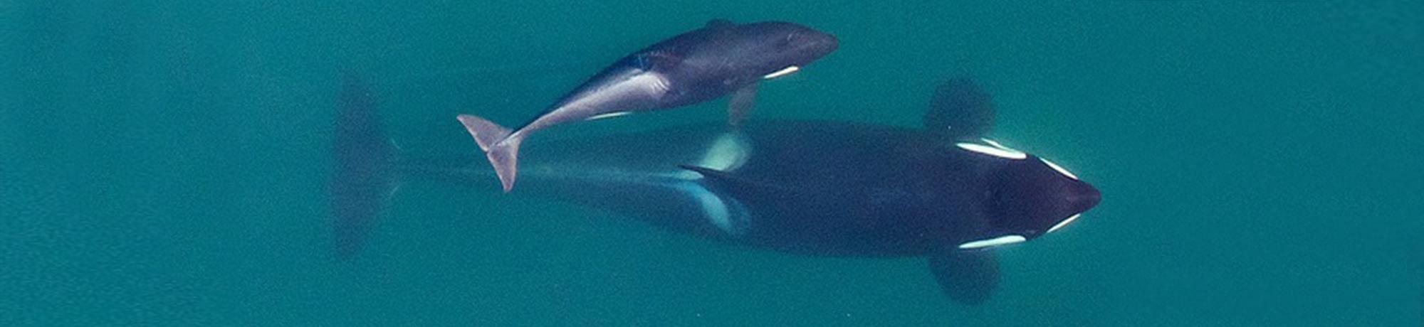 killer whale mother and calf