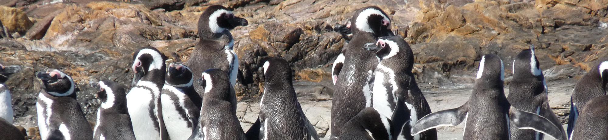 Magellanic penguins in Latin America