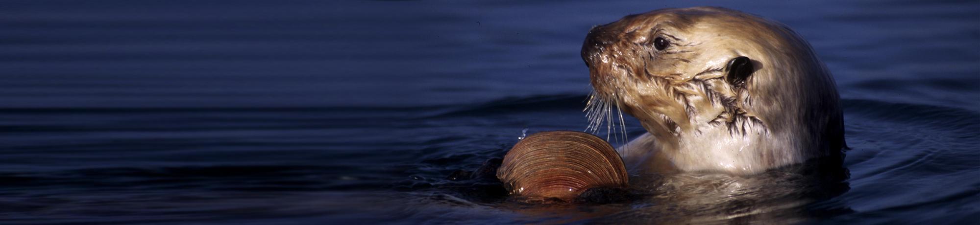 sea otter holding abalone shell