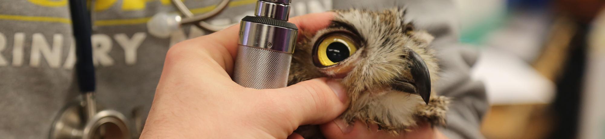 Veterinarian inspecting great horned owl eye