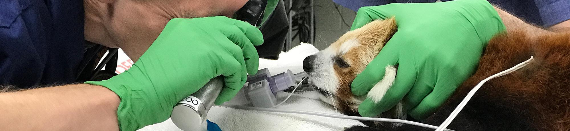 Red panda examined by veterinary student