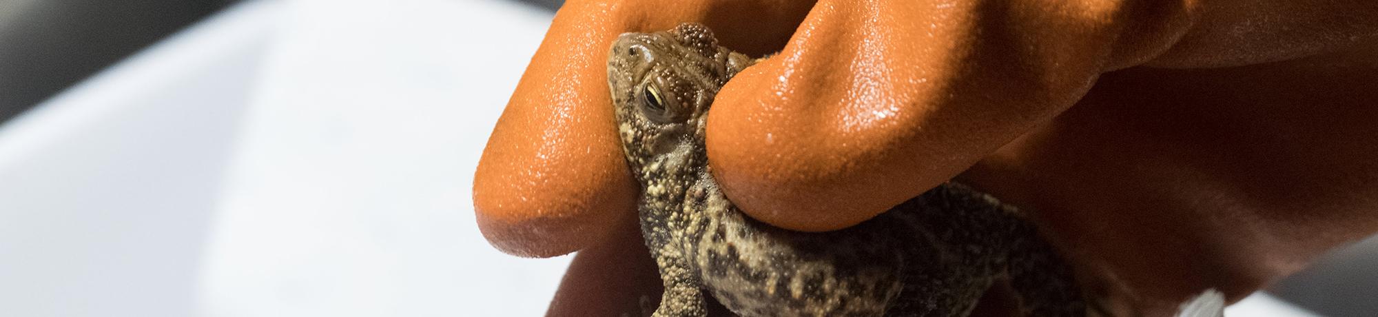 oiled toad