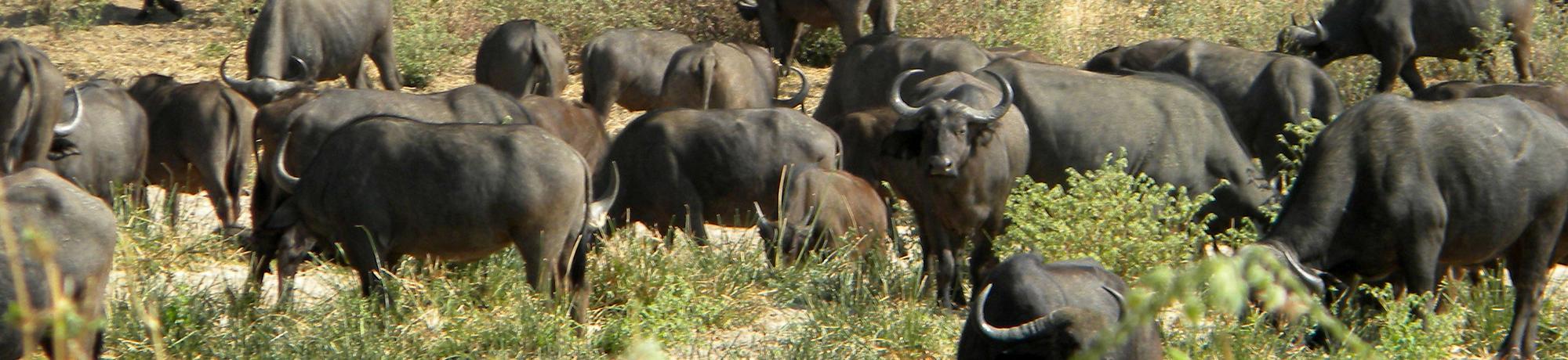 Ruaha water buffalo herd