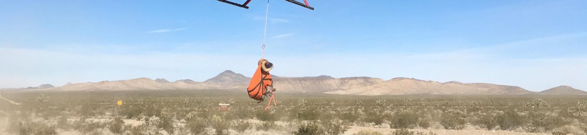 elk capture