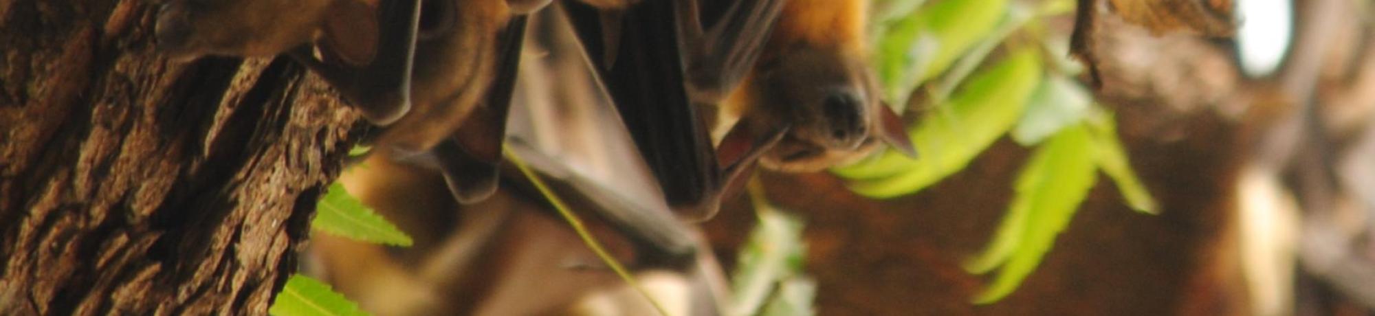 fruit bats in Ghana