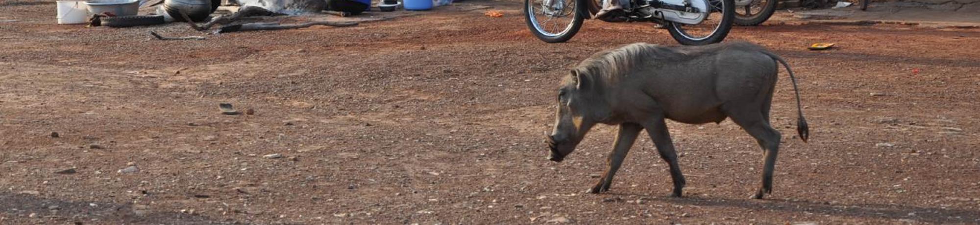 warthog