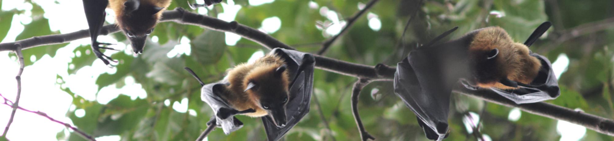 bats in Cambodia