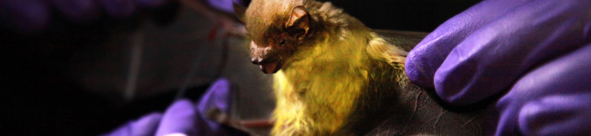 bat