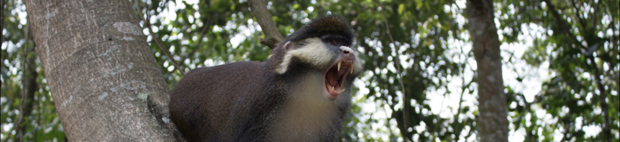 guenon