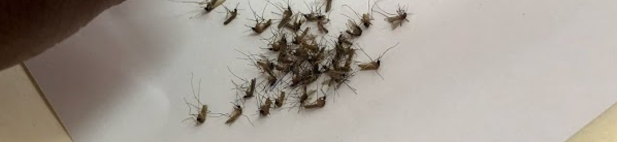mosquito