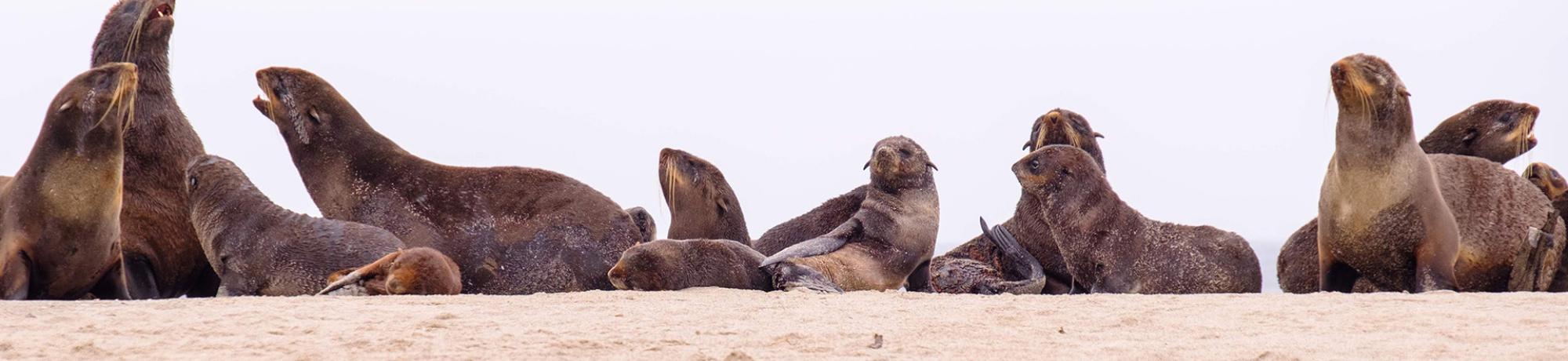 fur seals