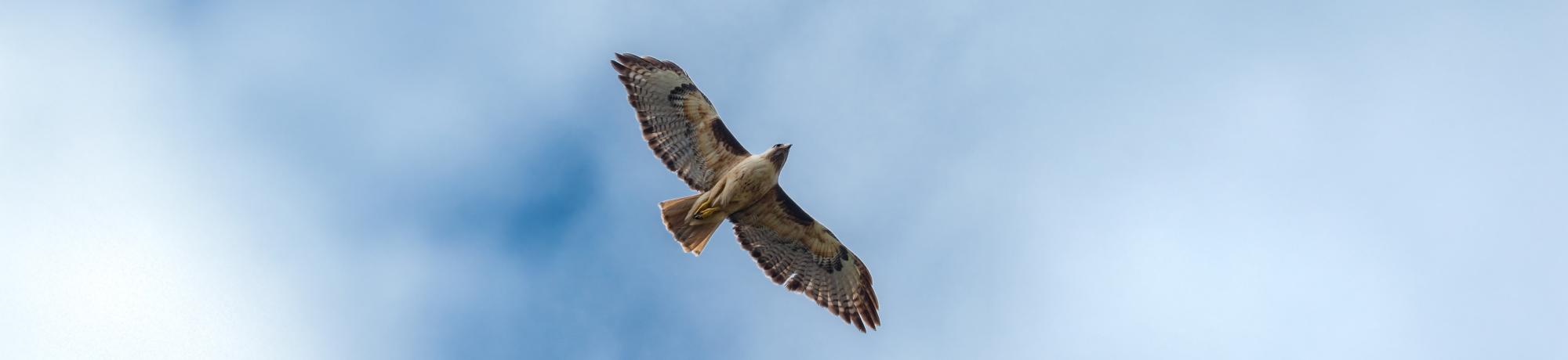 red tailed hawk in the sky