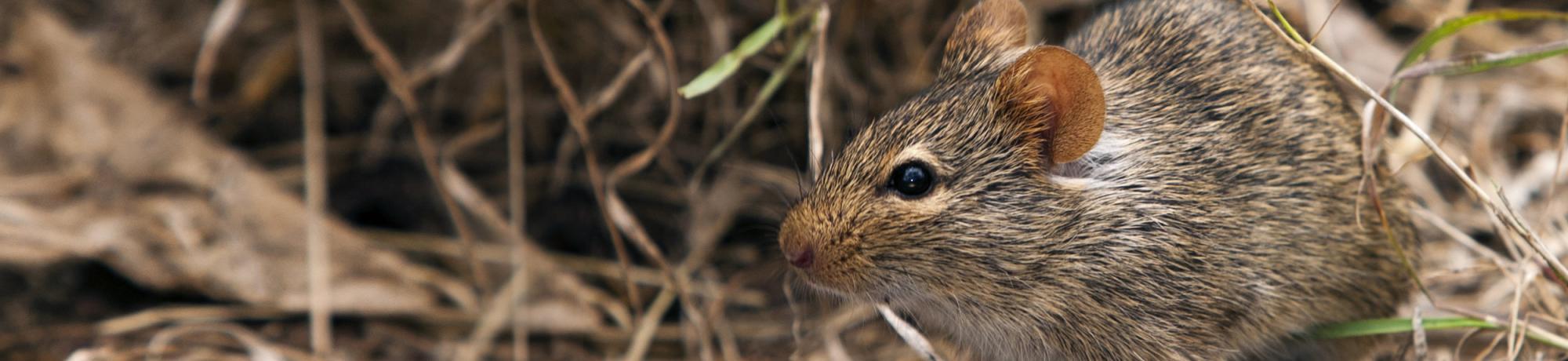 rodent in the grass