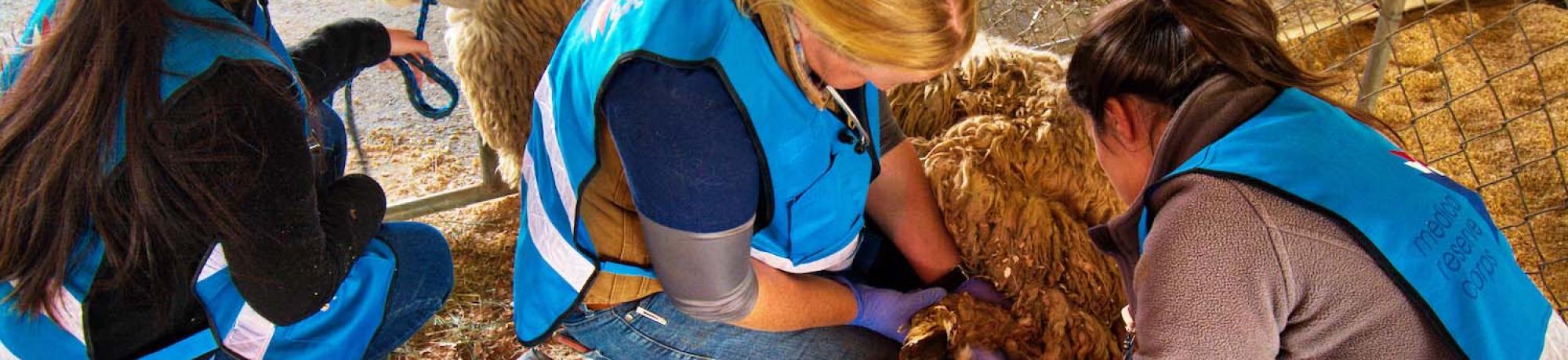 students helping animal