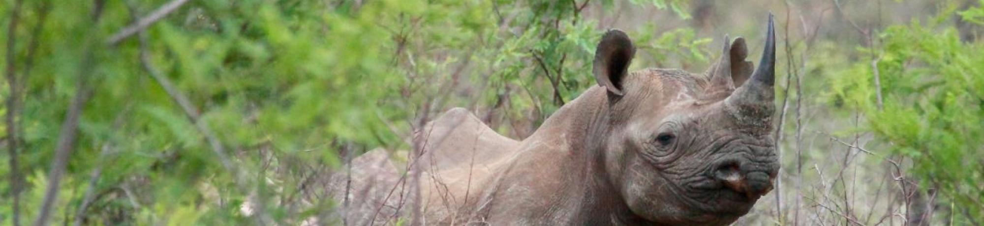 black rhino 