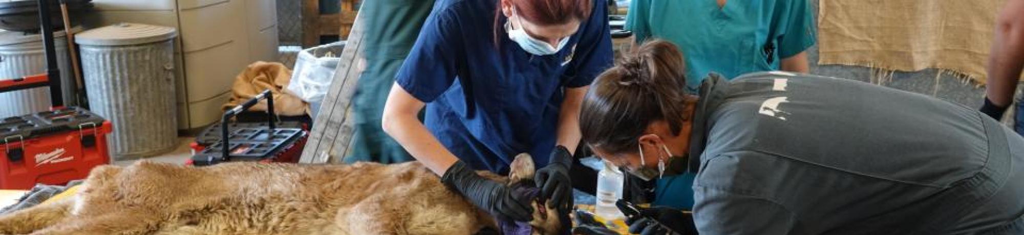 veterinarians treating burned mountain lion